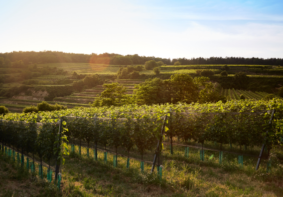 KVP ott freigabe sozialemedien 049