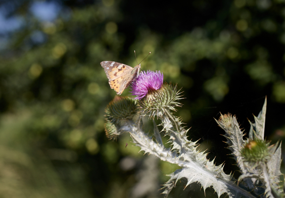KVP ott freigabe sozialemedien 086
