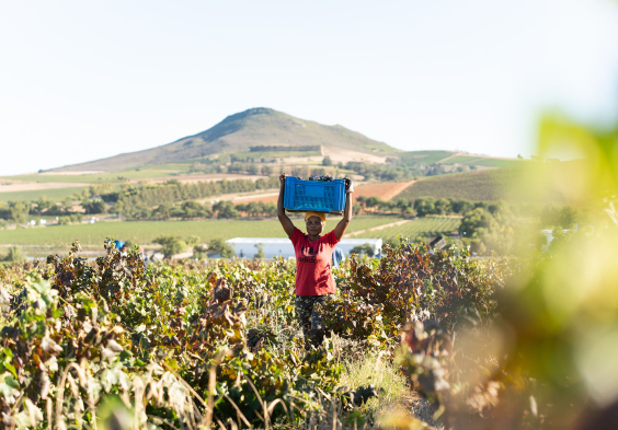 Kanonkop Pinotage Bush Vine Harvest 4