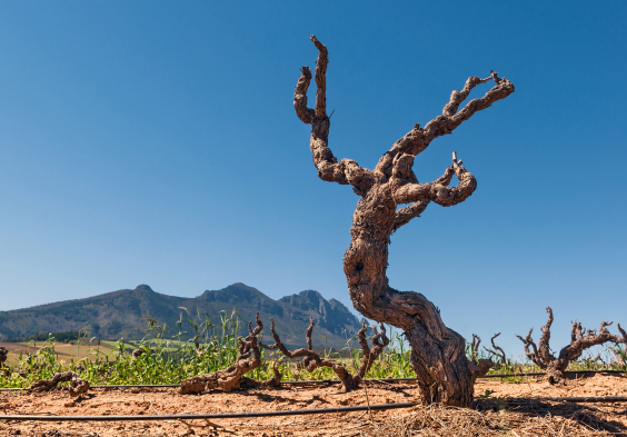 Kanonkop Pinotage Bush vine 1