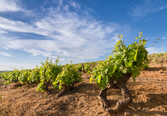Kanonkop Pinotage Bush vine 3