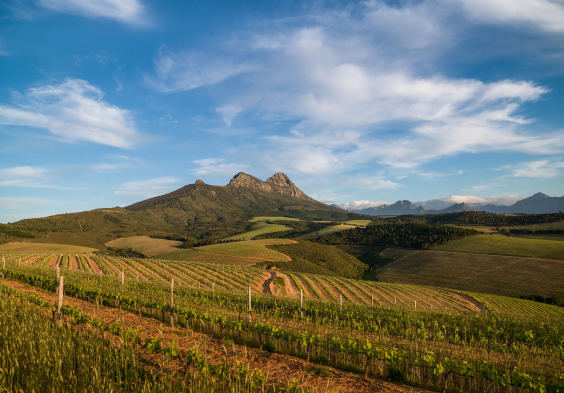 Kanonkop Vineyards Cabernet 1