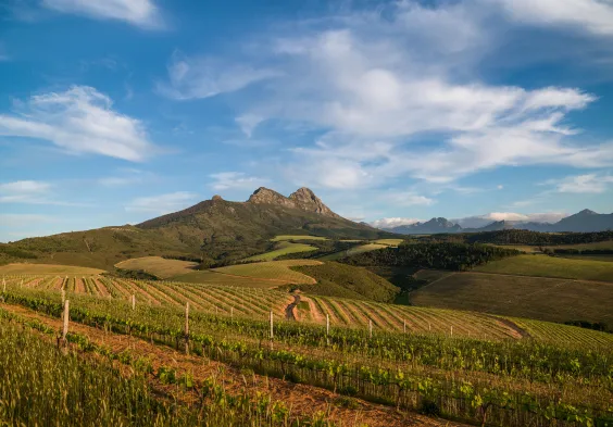 Kanonkop Vineyards Cabernet 1