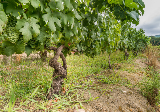 Kanonkop Vineyards Cabernet 2