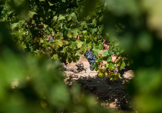 Kanonkop Vineyards Cabernet 3