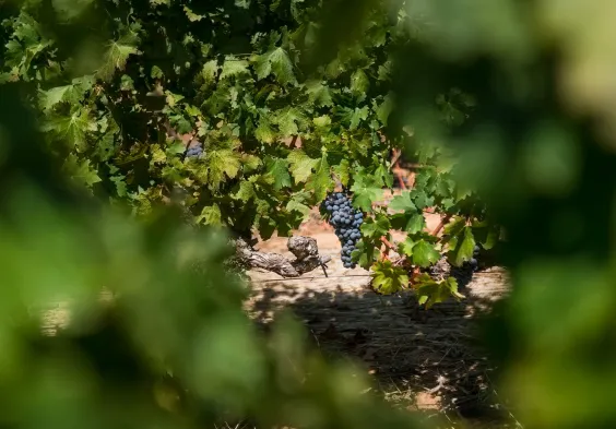 Kanonkop Vineyards Cabernet 3
