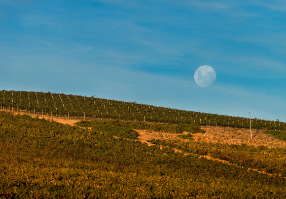 Kanonkop Vineyards 