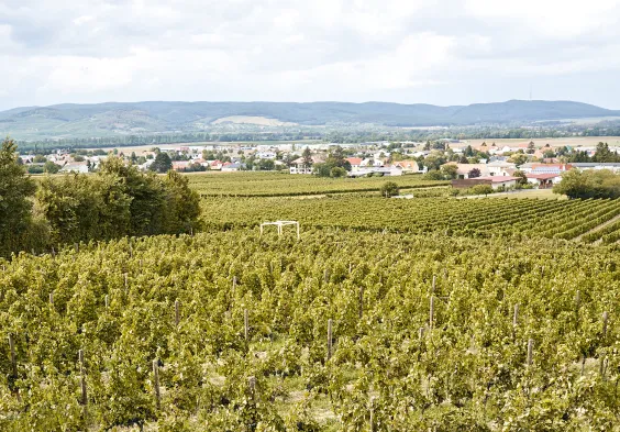 Kirnbauer Deutschkreutz Weingarten