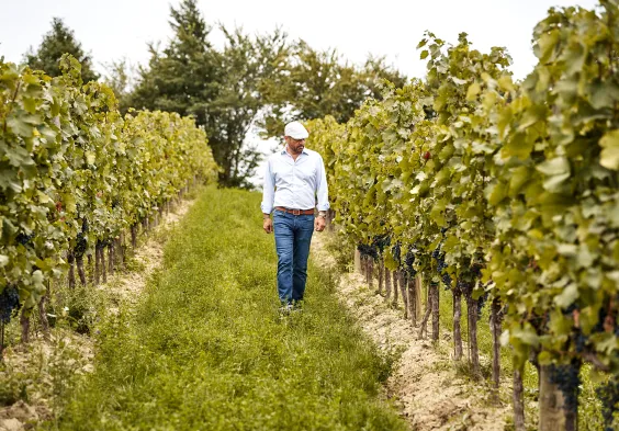 Kirnbauer Weingarten