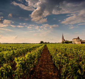 Weinberg unter dramatischem Himmel mit Kirche und Gebäude im Hintergrund.