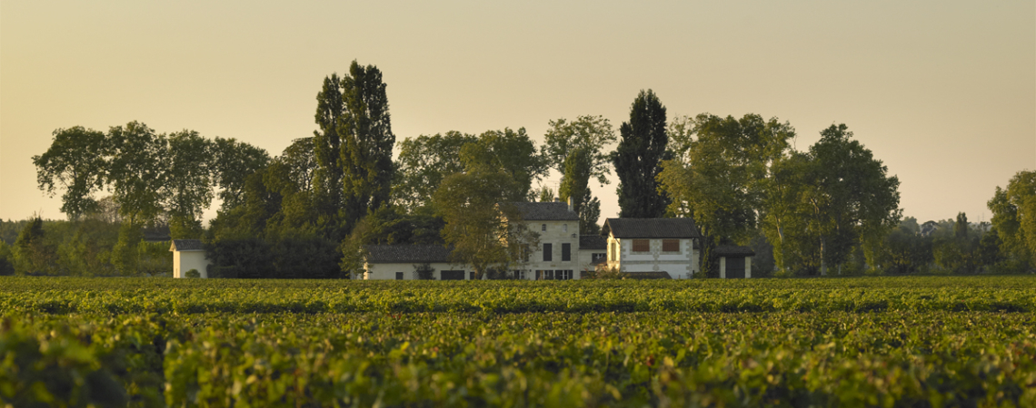 Weinberg mit Häusern und Bäumen im sanften Abendlicht.