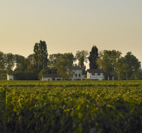 Weinberg mit Häusern und Bäumen im sanften Abendlicht.