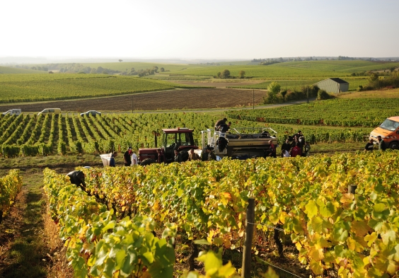 La Perriere Vendanges
