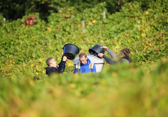 La Perriere Vendangeurs