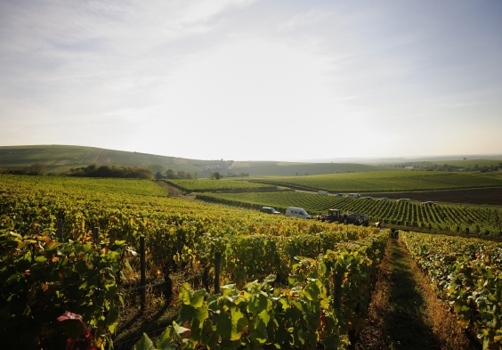 La Perriere Vignoble