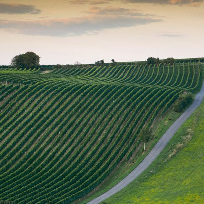 Lage Deutschkreutz Weingut Ernst