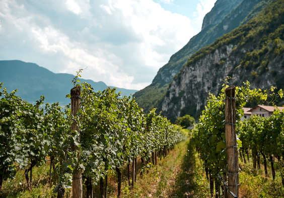 Lageder 2022 Weingarten