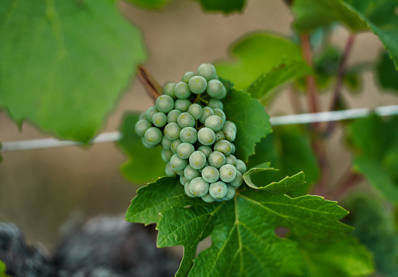 Le Due Terre 2022 Traube