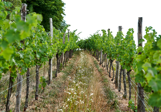 Le Due Terre 2022 Weingarten 2