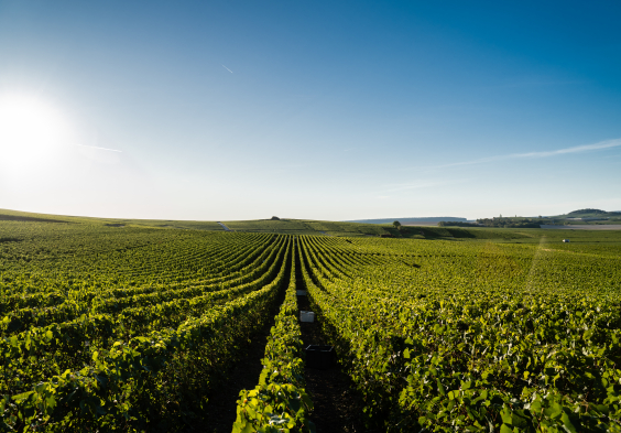 Legras Haas Chouilly