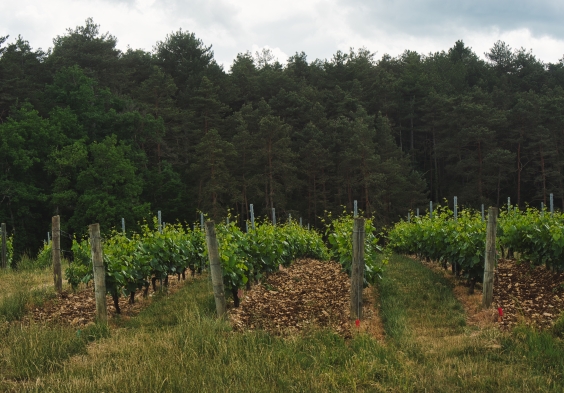 Legras Haas Les Riceys 4