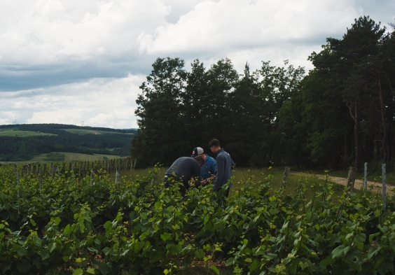 Legras Haas Les Riceys 5