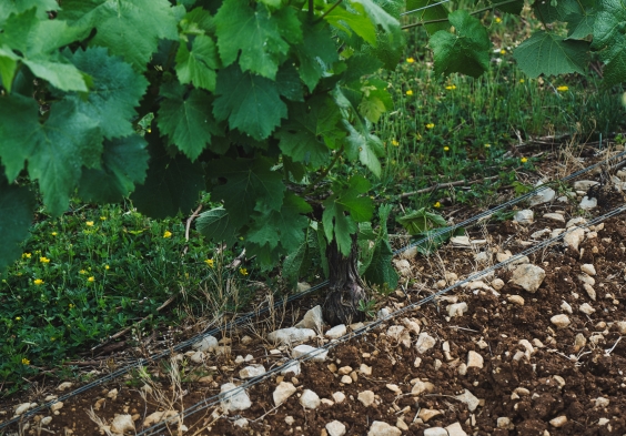 Legras Haas Les Riceys 7