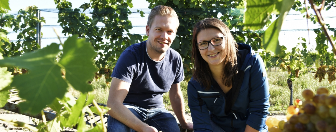 Zwei Personen in einem Weinberg, umgeben von reifen Trauben und grünen Blättern.