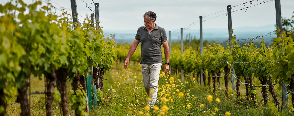 Mann spaziert durch blühenden Weinberg bei bewölktem Himmel.