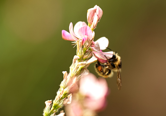 Loimer Impressionen12.1