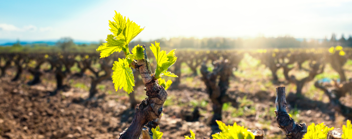 Grüne Rebenknospen auf weinrotem Boden im Sonnenlicht.