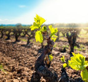 Grüne Rebenknospen auf weinrotem Boden im Sonnenlicht.