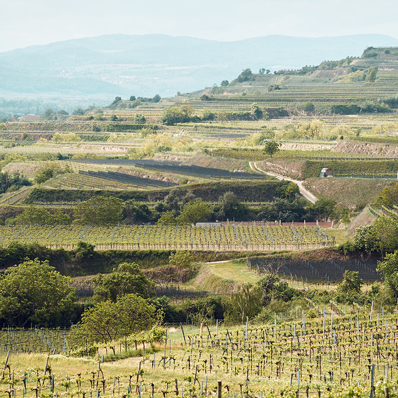 Mantlerhof Weingut