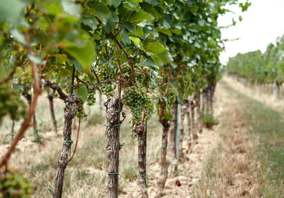 Markowitsch Impressionen7