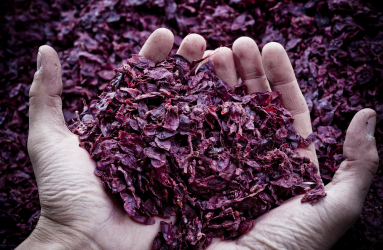 Zwei Hände halten eine Handvoll getrocknete, tiefrote Blumenblätter.