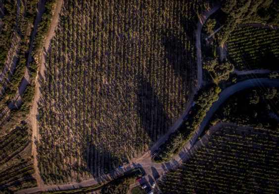 Marques de Murrieta Impressionen2