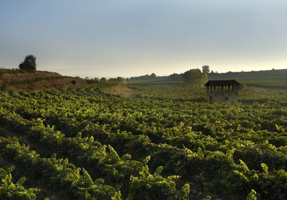 Marques de Murrieta Impressionen3