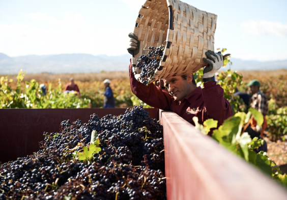 Marques de Murrieta Impressionen4