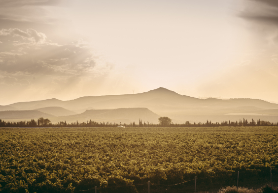 Marques del Silvo (3)