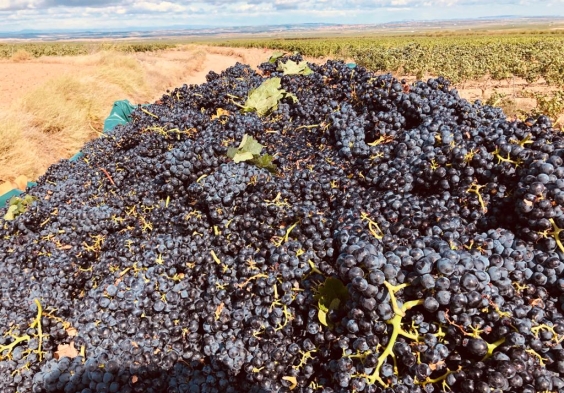 Marques del Silvo (6)