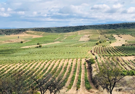 Marques del Silvo (7)