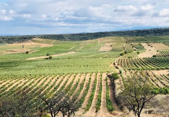 Marques del Silvo (7)