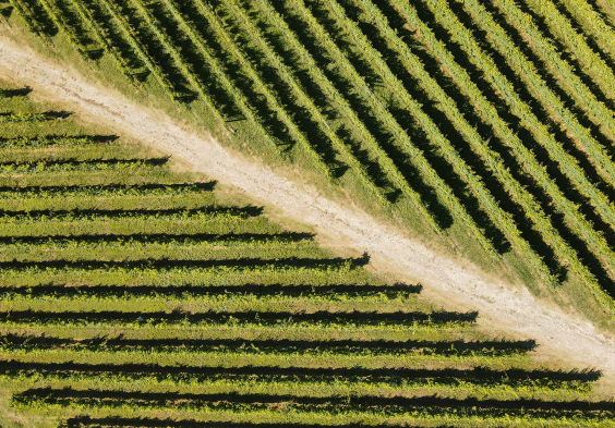 Masottina 2022 Weingaerten 1