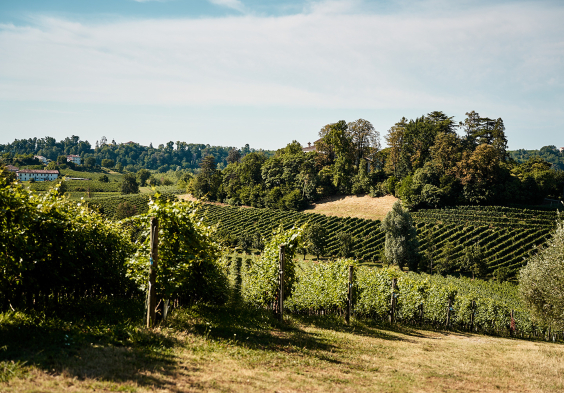 Masottina 2022 Weingaerten 2