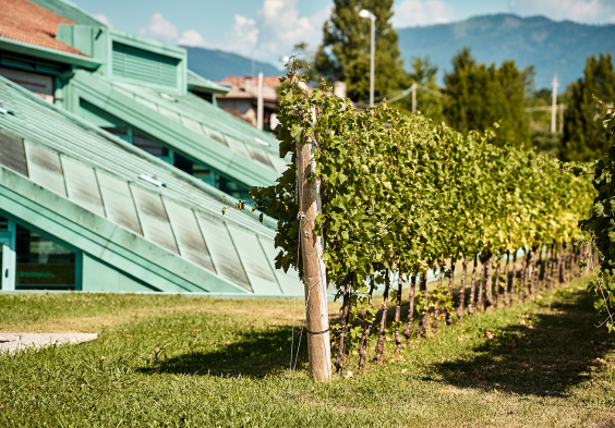 Masottina 2022 Weingarten