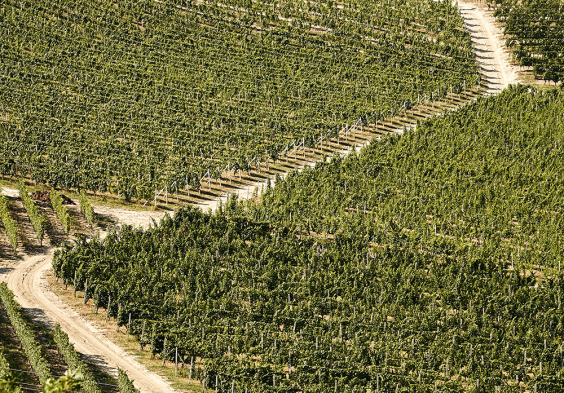 Massolino 2022 Weingarten