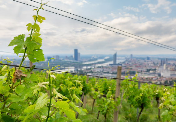 MayerAmPfarrplatz Swoboda 28