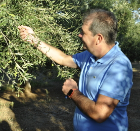 Mann in blauem Polohemd inspiziert Olivenbaumzweig im Freien.