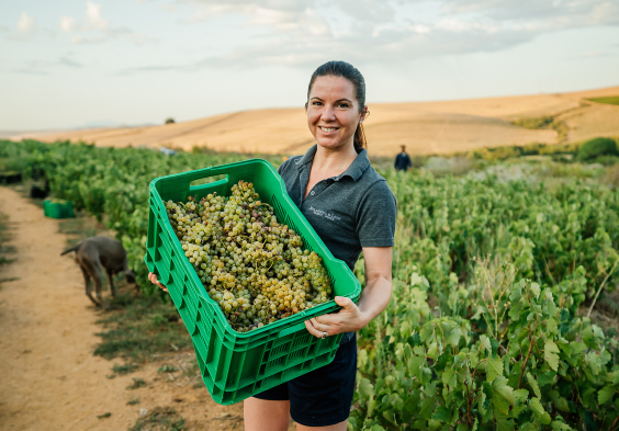 Mullineux Andrea in bush vine ChBl vineyard