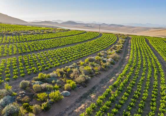 Mullineux Arial shot of Rstone vyards midday in summer 2021